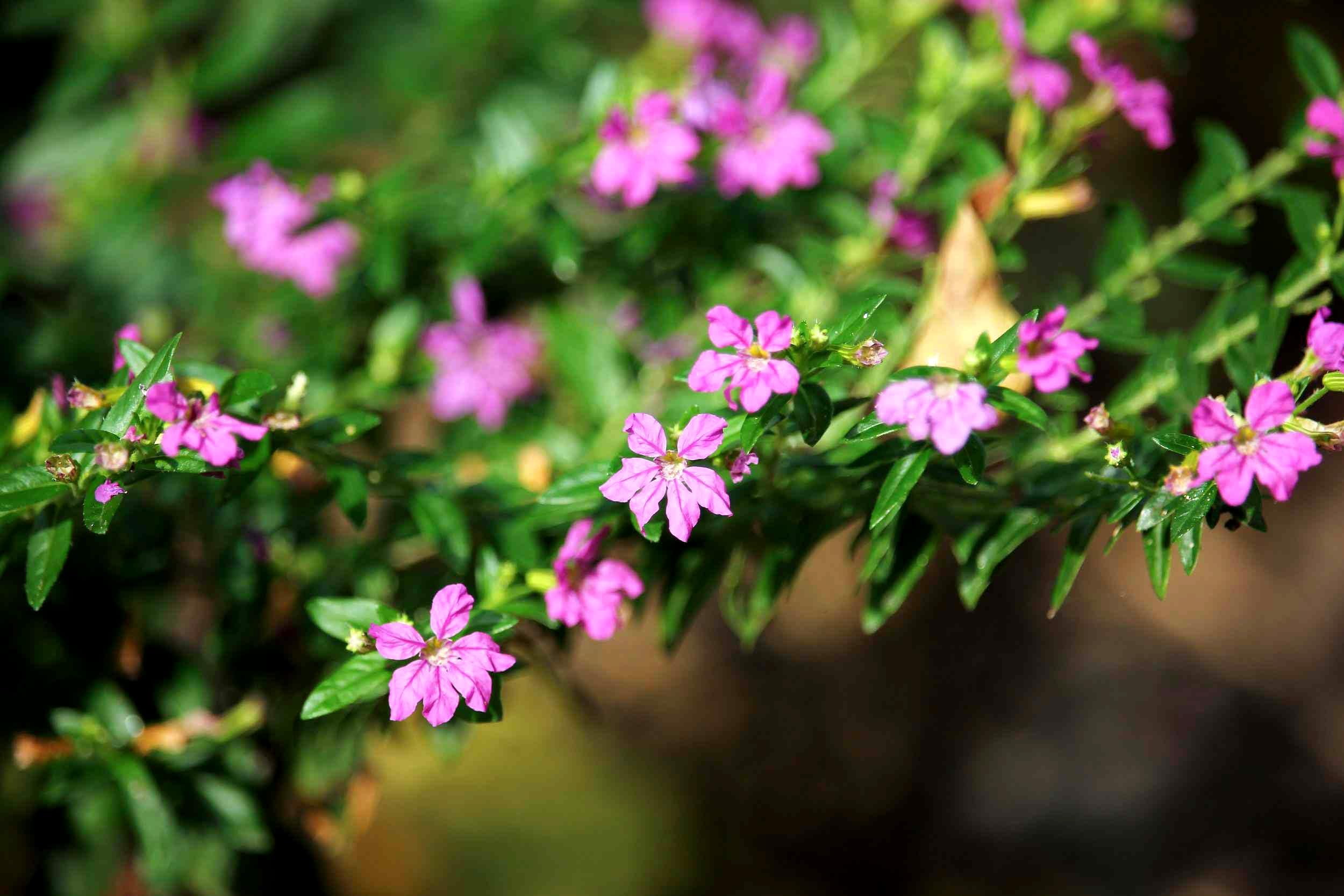 Mexican Heather  3 Live Plants  Cuphea Hyssopifolia  Flowering Ground Cover  Heat-Tolerant Garden Plants