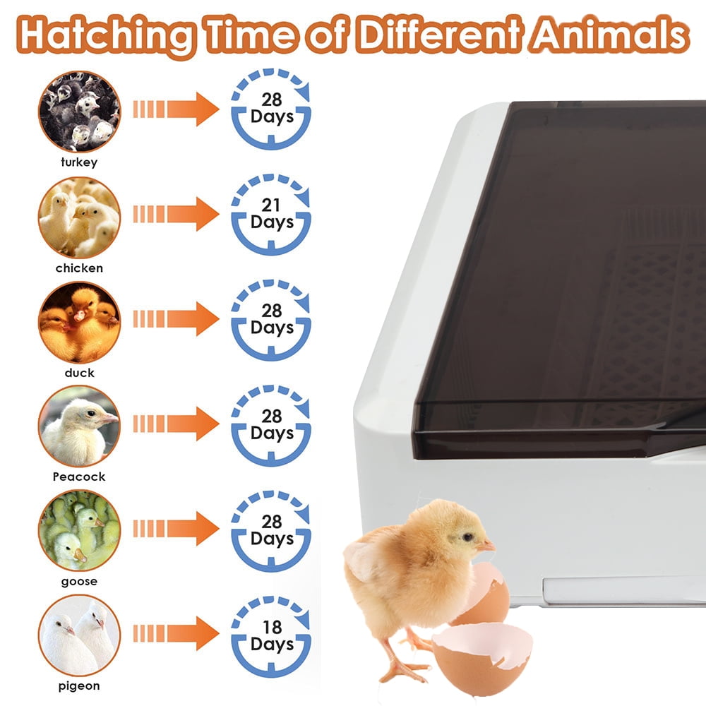 Private Jungle Egg Incubator with Automatic Egg Turning and Pull-out Water Tray for 36 Chicken Duck Bird Quail Goose Eggs Private Jungle Egg Incubator with Automatic Egg Turning and Pull-out Water Tray for 36 Chicken Duck Bird Quail Goose Eggs