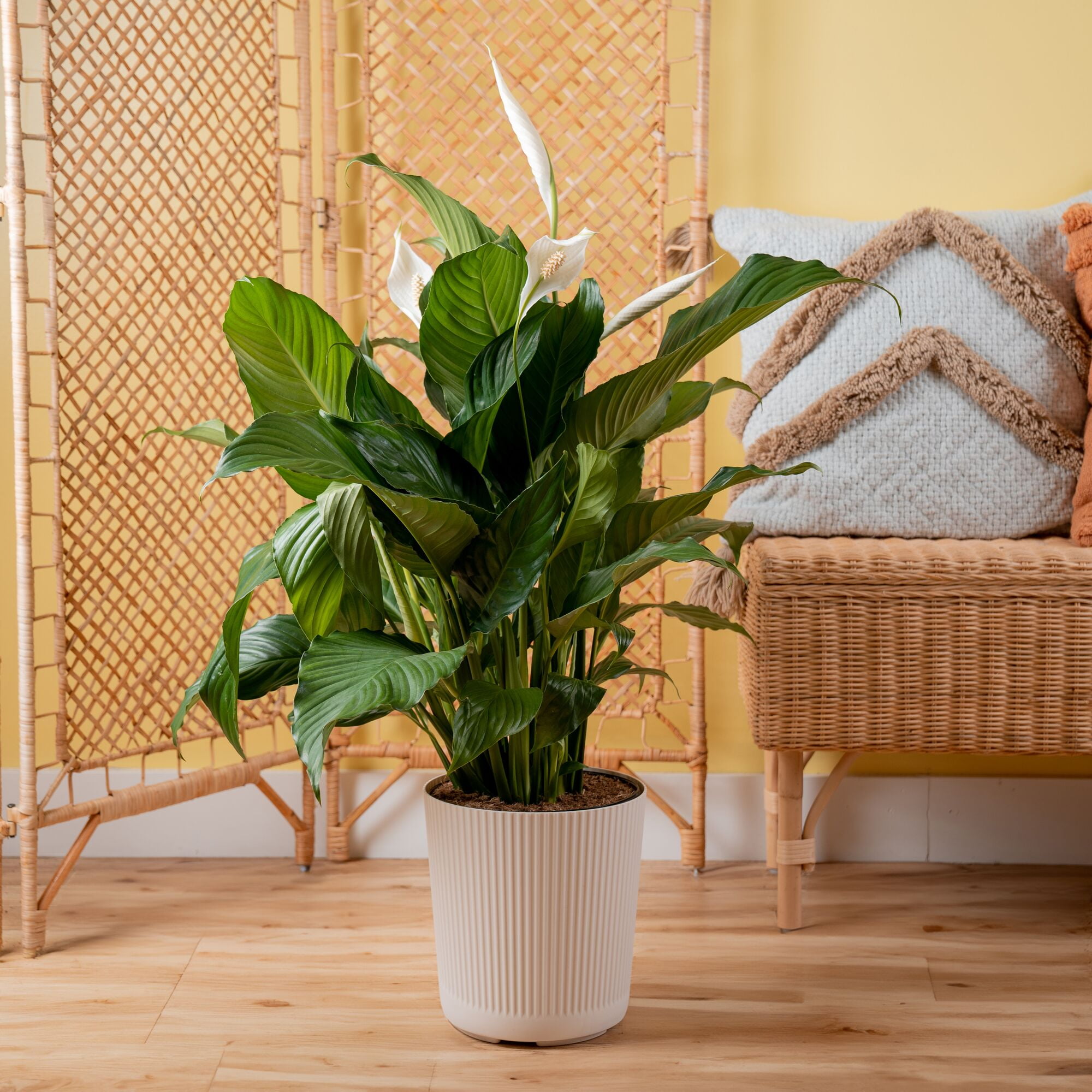 aquarium pothos plant 4" Pot Pothos Golden  The Bio Dude