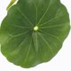 thumbnail image 3 of unbranded Planta Artificial Para Y Descanso De Peces Betta, 3 of 6