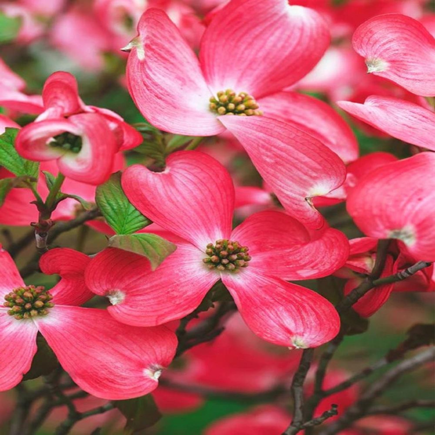 Expert Gardener 2-3 ft. tall American Beauty Dogwood Live Tree in 5-Gallon Grower Pot