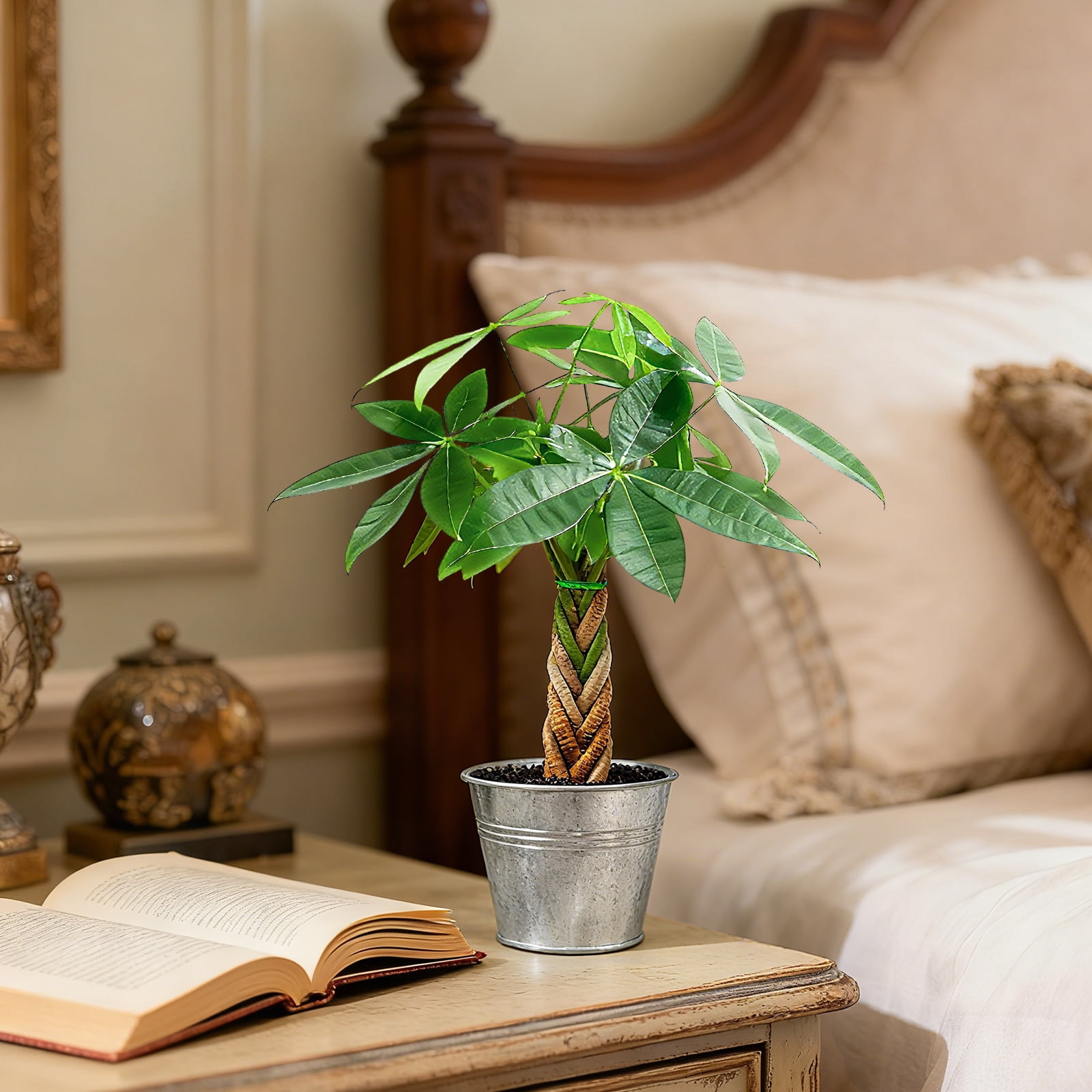 8“-12" Tall Pachira Braided Money Tree, Live Plants Easy to Grow Houseplant, Indoor Bonsai