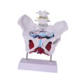 thumbnail image 1 of Yinanstore Female Pelvis Model Learning Display Medical Teaching Skeleton Medical Model Style D, 1 of 8