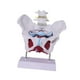 thumbnail image 1 of Modelo de pelvis femenina, modelo de esqueleto femenino, pantalla anatómica de PVC, artículo educativo. Estilo D, 1 of 9