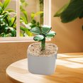 thumbnail image 3 of Glass Clover Planter Decor Green Four Leaf Clover Desktop Decoration Small Potted Ornament for Office Home Gift(B), 3 of 6