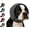 Black,Small#3, variant on Dog Ear Protection for Noise & Anxiety - Comfortable Quiet Ears for Dogs, Adjustable Velcro Headgear for Storms (Purple,S)