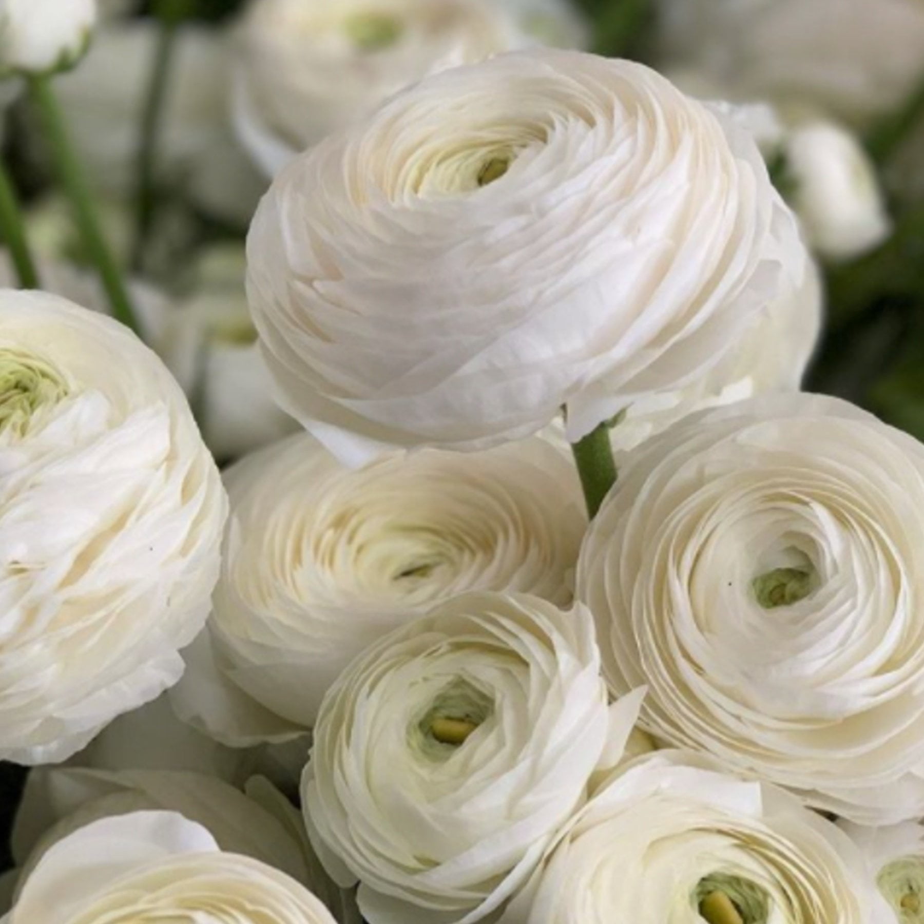 Italian Ranunculus Elegance Bianco (Flower -
