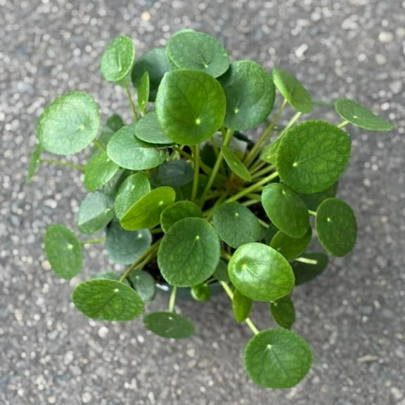 Chinese Money Live Plant, Pilea Peperomioides Live Tree, Easy Care Plant for House Patio