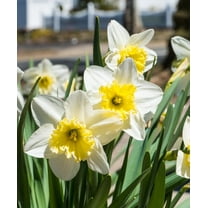 White Lion Double Daffodils, 5 Bulbs - White & Yellow Narcissus Flowers - Attracts Bees & Butterflies - Spring Blooming, Easy to Grow & Maintain
