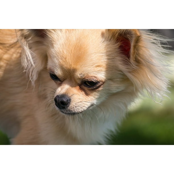 Canvas Print Chihuahua Pet Small Dog Dog Chiwawa Animal Small Stretched Canvas 10 X 14 Walmart Com Walmart Com Canvas Print Chihuahua Pet Small Dog Dog Chiwawa Animal Small Stretched Canvas 10 X 14 Walmart Com Walmart Com