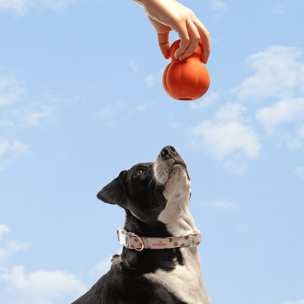 Oodles Durable Rubber Orange Fillable Interactive Dog Treater, Large