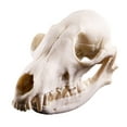 thumbnail image 2 of Ruiboury Animal Skull Decoration Environmentally Friendly And Durable Ornament 2. Anti, 2 of 6