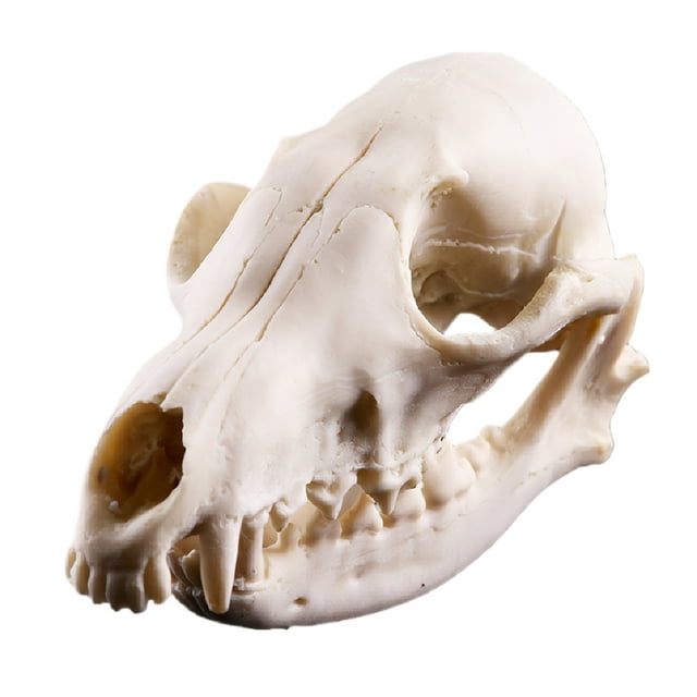 Maytalsory Craftsmanship Animal Ornament For Halloween Decoration Skull Home Unique 1. Brand New