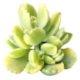 thumbnail image 2 of Variegated Cotyledon Bear Paw Succulents (4"+ Plastic Pot) - Tiny, Lovely, Easy to Care Succulent for Beginners - Live Healthy Succulent for Home Office - Best Trailing Indoor Plant, 2 of 6