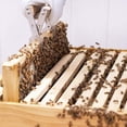 thumbnail image 5 of Stainless Steel Honeycomb Capture Frame Beehive Frame Clip Grasp Beekeeping Accessories Increase Honey Bee Tool, 5 of 7
