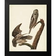 thumbnail image 2 of Audubon, John James 20x24 Black Modern Framed Museum Art Print Titled - Pl 378 Hawk Owl, 2 of 5