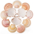 thumbnail image 3 of Sinkoo 8pcs Scallop Shells from Beach, 4"- 4.5" Natural Sea Shells Yellow & Pink Hawaiian Scallop Shells Real Seashells for Art DIY Craft Home Beach Theme Decor, 3 of 7