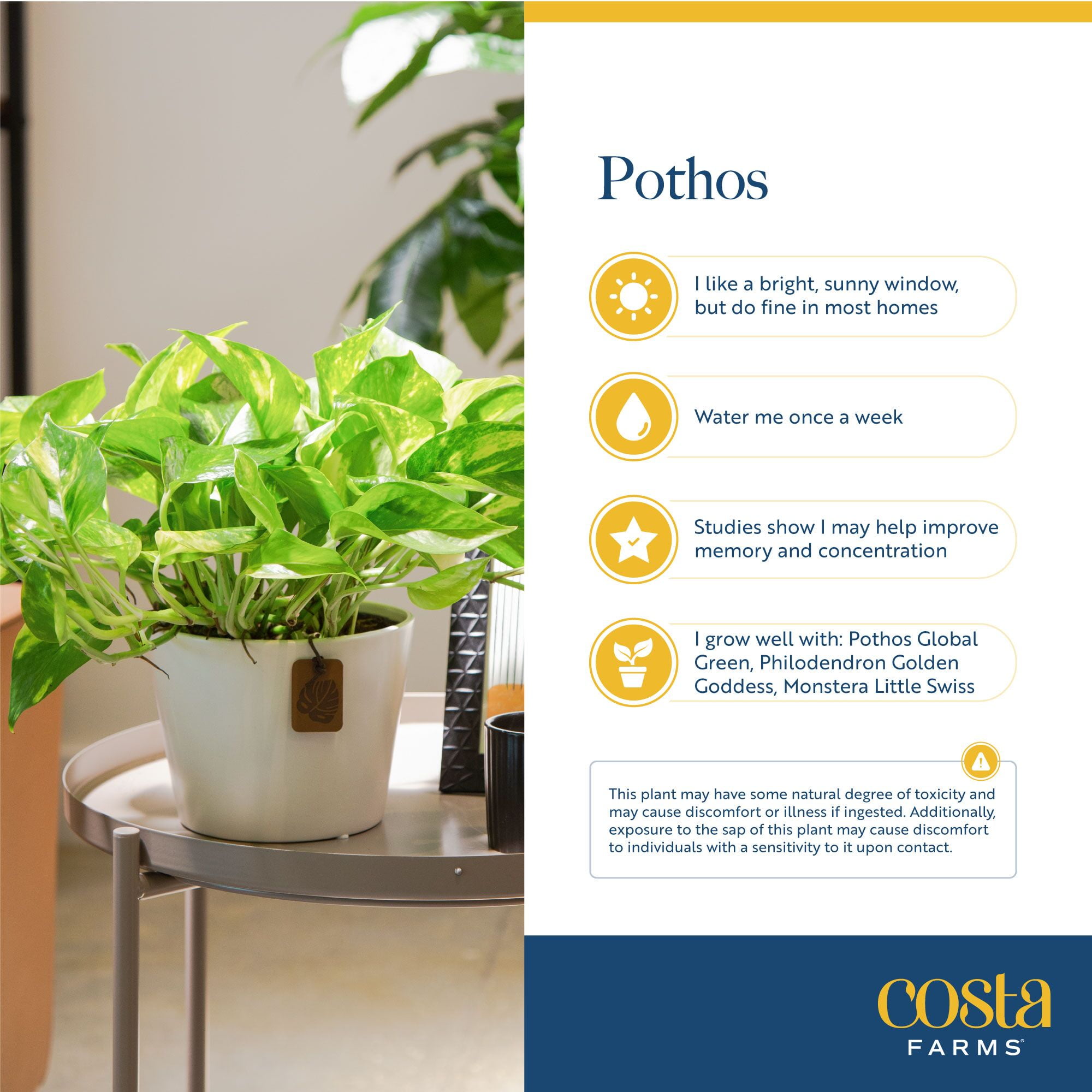Costa Farms Peace Lily and Golden Pothos Live Plants in 5" Grower Pot