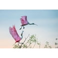 thumbnail image 3 of Mei, C. 18x13 Black Modern Framed Museum Art Print Titled - Rosy pair (Roseate Spoonbills), 3 of 5