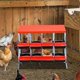 thumbnail image 2 of Lockable lid chicken nesting box con 8 compartments - easy egg collection y protection, red con legs, 2 of 7