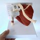 thumbnail image 3 of Life Size Human Muscled Shoulder Joint Model Skeleton Model Human Anatomy Model, 3 of 5