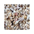 thumbnail image 4 of Topumt 100Pcs Natural Conch Seashell Aquarium Decoration DIY Crafts, 4 of 5