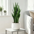 thumbnail image 5 of 35in Artificial Snake Plant, Faux Snake Plant & Fake Snake Plant– Sansevieria Faux Greenery with Black Planter for Low Maintenance Indoor Home Office Decor, 5 of 6