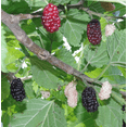 thumbnail image 4 of Illinois Everbearing Mulberry Tree Live Plant, 5 to 8 Inch Tall, Sweet Mulberry Plant Live Seedling, No Pot, Edible Mulberries Fruit Tree Plant, 4 of 10
