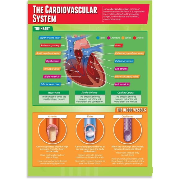The Cardiovascular System Posters   Education Charts for the Classroom