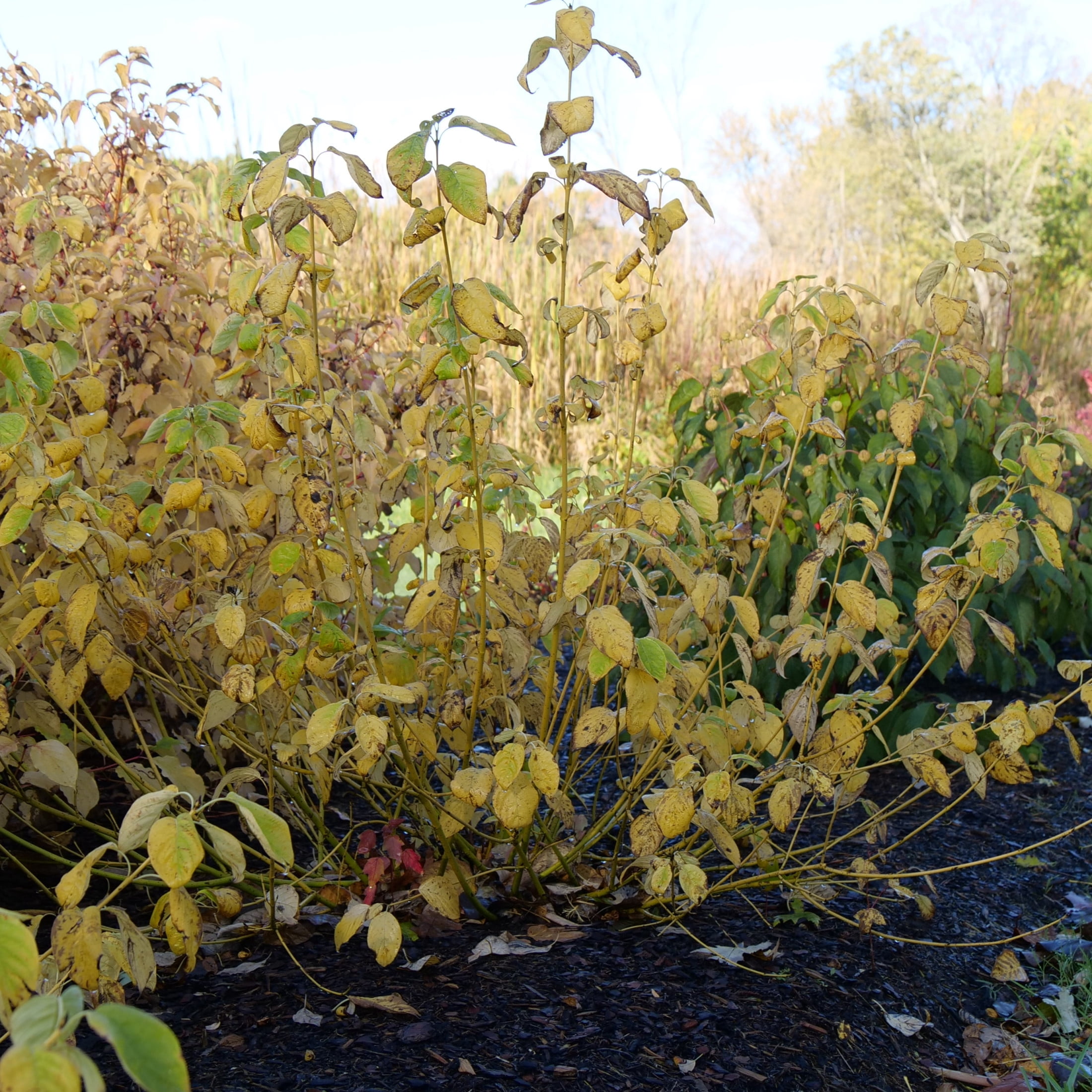 Proven Winners ColorChoice 5" Arctic Fire Yellow Dogwood Live Plant in 4.5" Pot (4 Count)