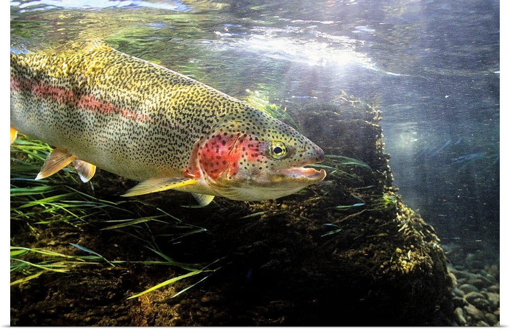 Great BIG Canvas "Rainbow Trout in the Kulik river, Katmai National