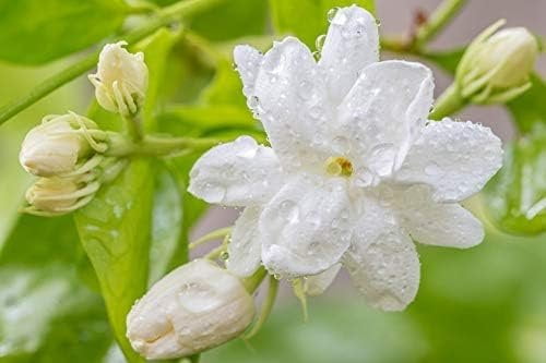 Sambac Jasmine Plant  3 Live Plants  Jasminum Sambac  Fragrant White Blooms  Ideal for Indoor & Outdoor Planting  Aromatic Addition to Gardens & Patios  Lush & Decorative Foliage