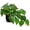 Pothos #Plastic, variant on Indoor 9 Inch Artificial Monstera in Black Plastic Pot - Faux Potted Tropical Palm for Aesthetic Decor Living Room Shelf Office