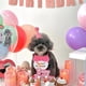 thumbnail image 4 of Kit de disfraz de cumpleaños para cachorro sombrero de cumpleaños para perro bufanda Vesatile ajustable ligero para fiesta ANGGREK Otros, 4 of 7