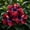 B, variant on Premium Ornamental Hibiscus for Planting-Easy growing,Bloom Year After Year,Perfect for Home Decoration-(Non-Artificial)