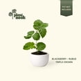 thumbnail image 5 of PLANT NOOK Triple Crown Thornless BlackBerry (Rubus) Live Plant Starter Plug 2-Pack | Large Sweet Berries, Heavy Yields | Semi-Erect Bramble for Trellis, Patio Pots & Garden Rows, 5 of 6