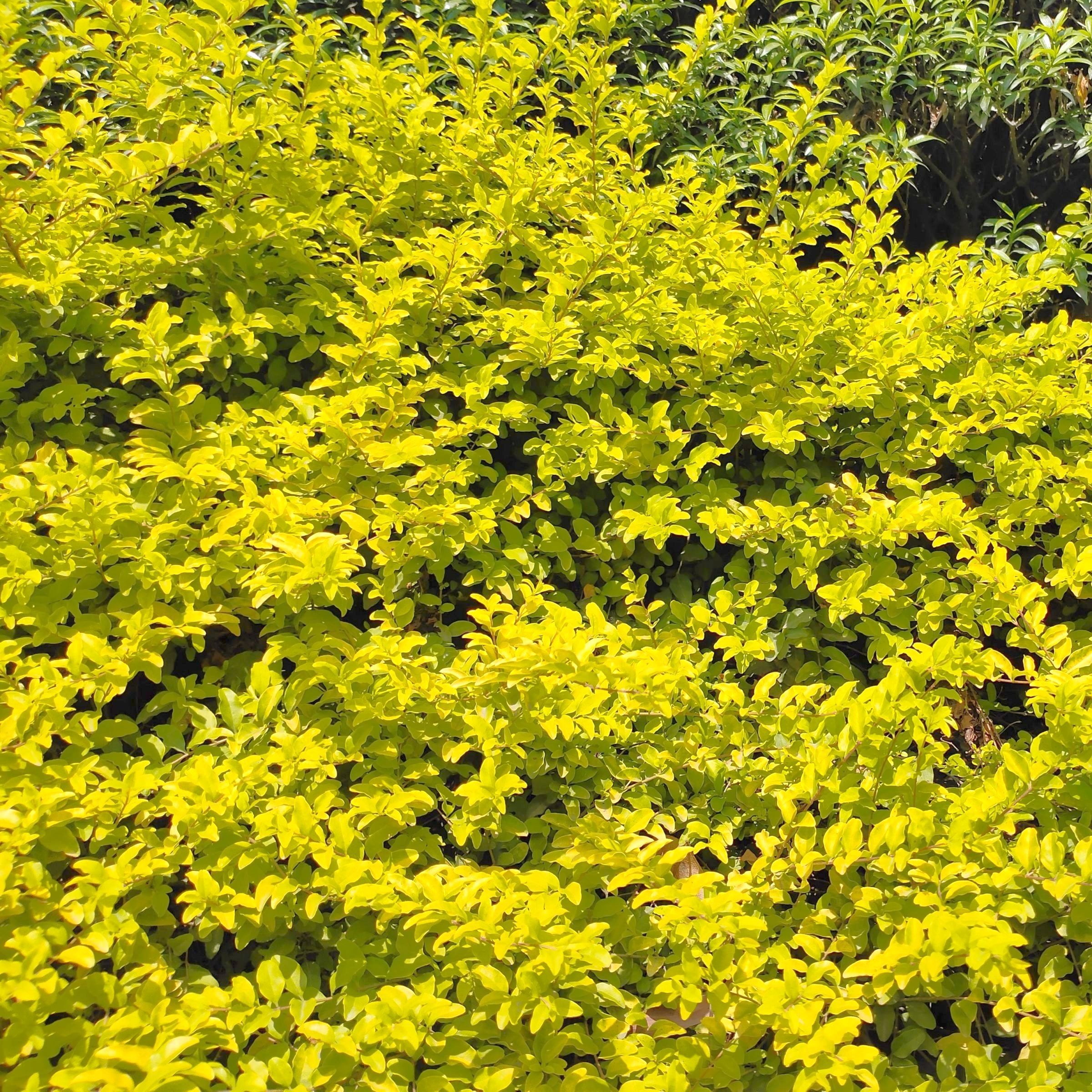 philodendron green violin Philodendron Bipennifolium Aurea 'Golden Violin' - Rare Golden Violin main image 0