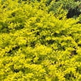 thumbnail image 4 of 3 gal. Sunshine Ligustrum Shrub, 4 of 12