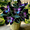 A, variant on Butterfly Flower Hostas Cultivation Granules-(Non-Artificial)-Bloom Year After Year,Fast Growing,Home Decoration-Beautiful Gift Garden-Ornamental-Premium Garden Stakes