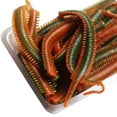 thumbnail image 3 of Mosiee Appâts de Pêche en Plastique Souple Premium Lot de 10 Leurres Réalistes 8Cm Tpr Infusé de Crevettes Rouges Accessoires de Pêche, 3 of 9