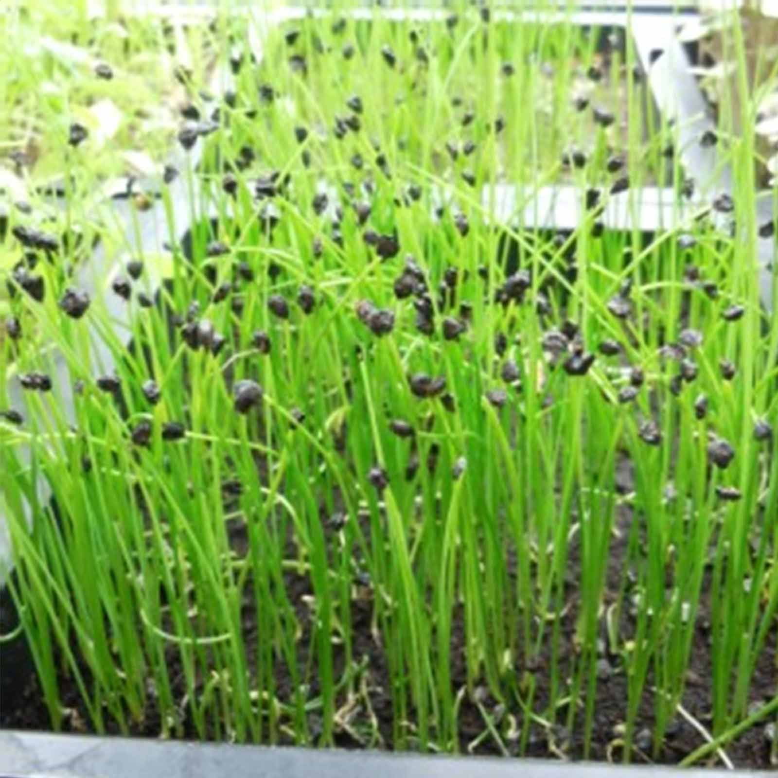 Onion Sprouting Seeds 4 Oz NonGMO, Organic Sprout Seed Grow Sprouts