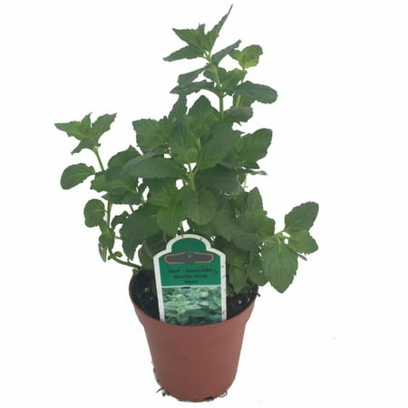 Fresh Spearmint Plant for Cosmopolitan - Grow Indoors/Out - 3