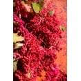 thumbnail image 3 of 100 Seeds Organic RED HEAD QUINOA Grain Chenopodium Pink Red Head White Seeds, 3 of 9