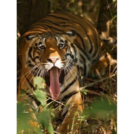 Bengal Tiger Madhya Pradesh Bandhavgarh India Canvas Art - Joe & Mary Ann McDonald  DanitaDelimont (24 x (Best Joke Sites In India)