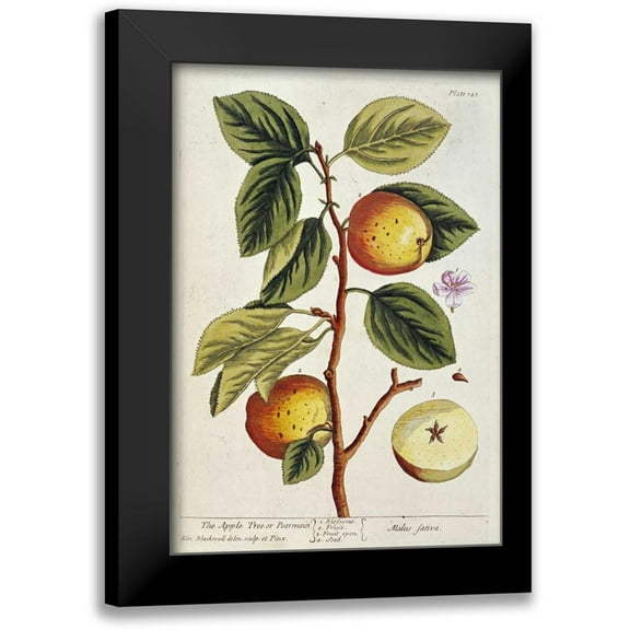 Blackwell, Elizabeth 11x14 Black Modern Framed Museum Art Print Titled - Apple Tree