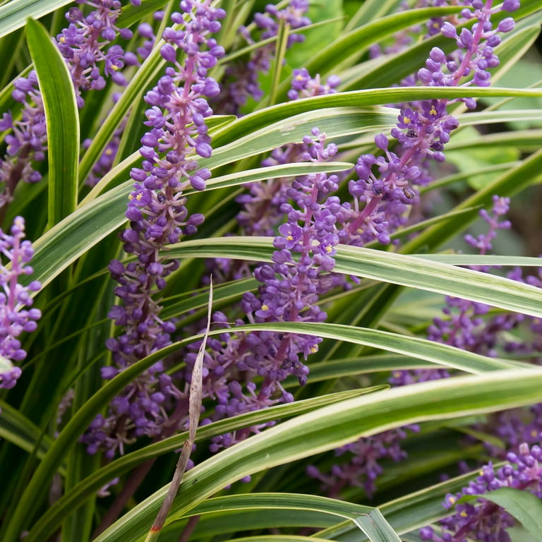 Expert Gardener Variegated Liriope 'Lily Turf' - 54 Pack (3.25 In