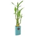 thumbnail image 2 of Arcadia Garden Products Live 5-Stem Lucky Bamboo in 2.5" Contour II, Teal, 2 of 5
