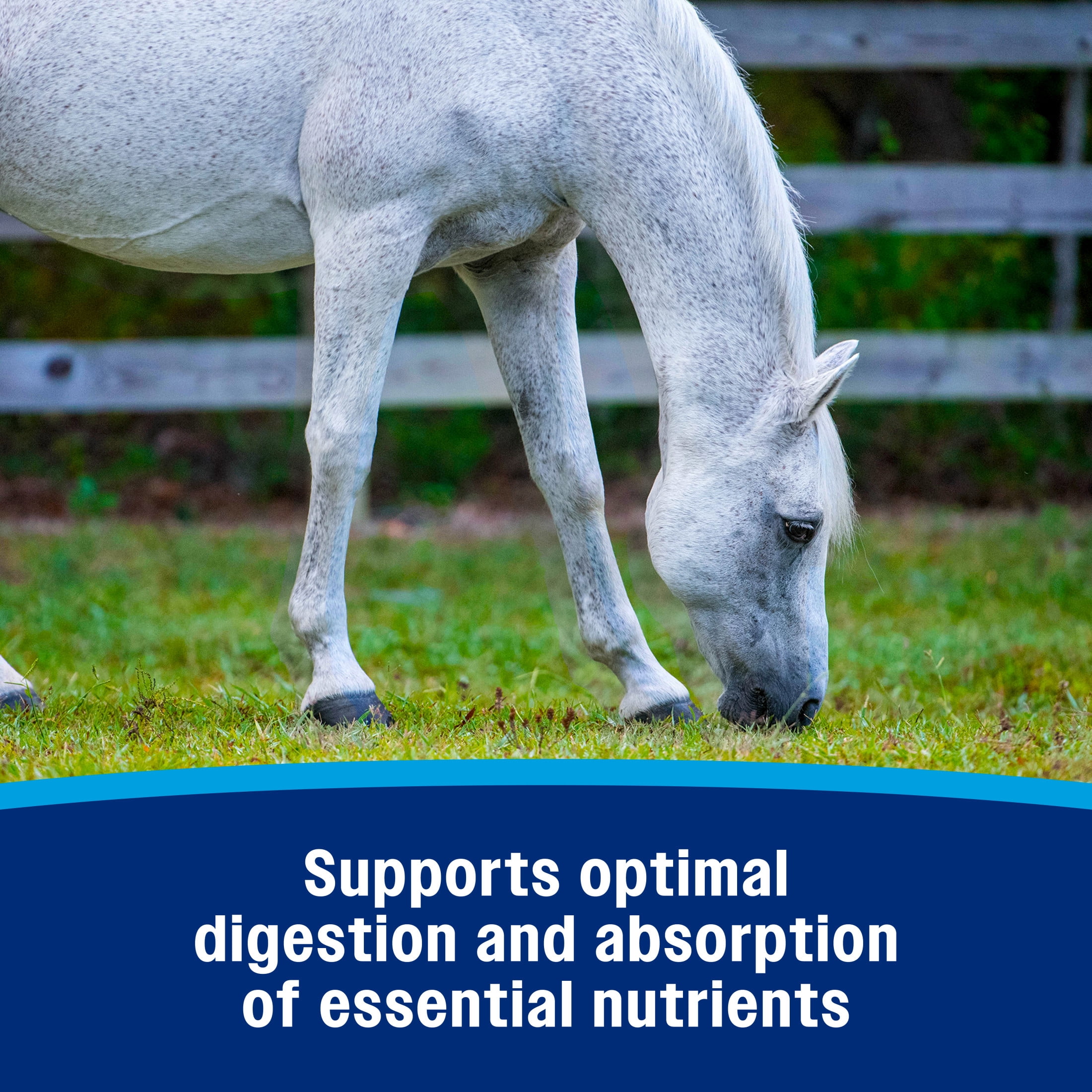 (4 pack) Farnam Probiotic Paste for Horses 30 grams