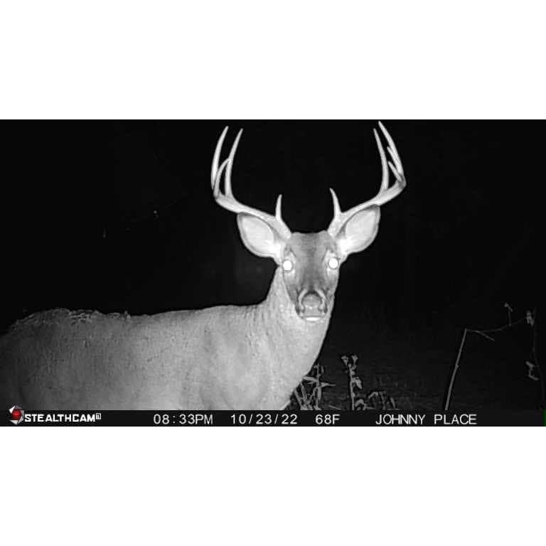 Point Buck On Reveal Deer Camera Whitetail Buck Deer, Big Buck