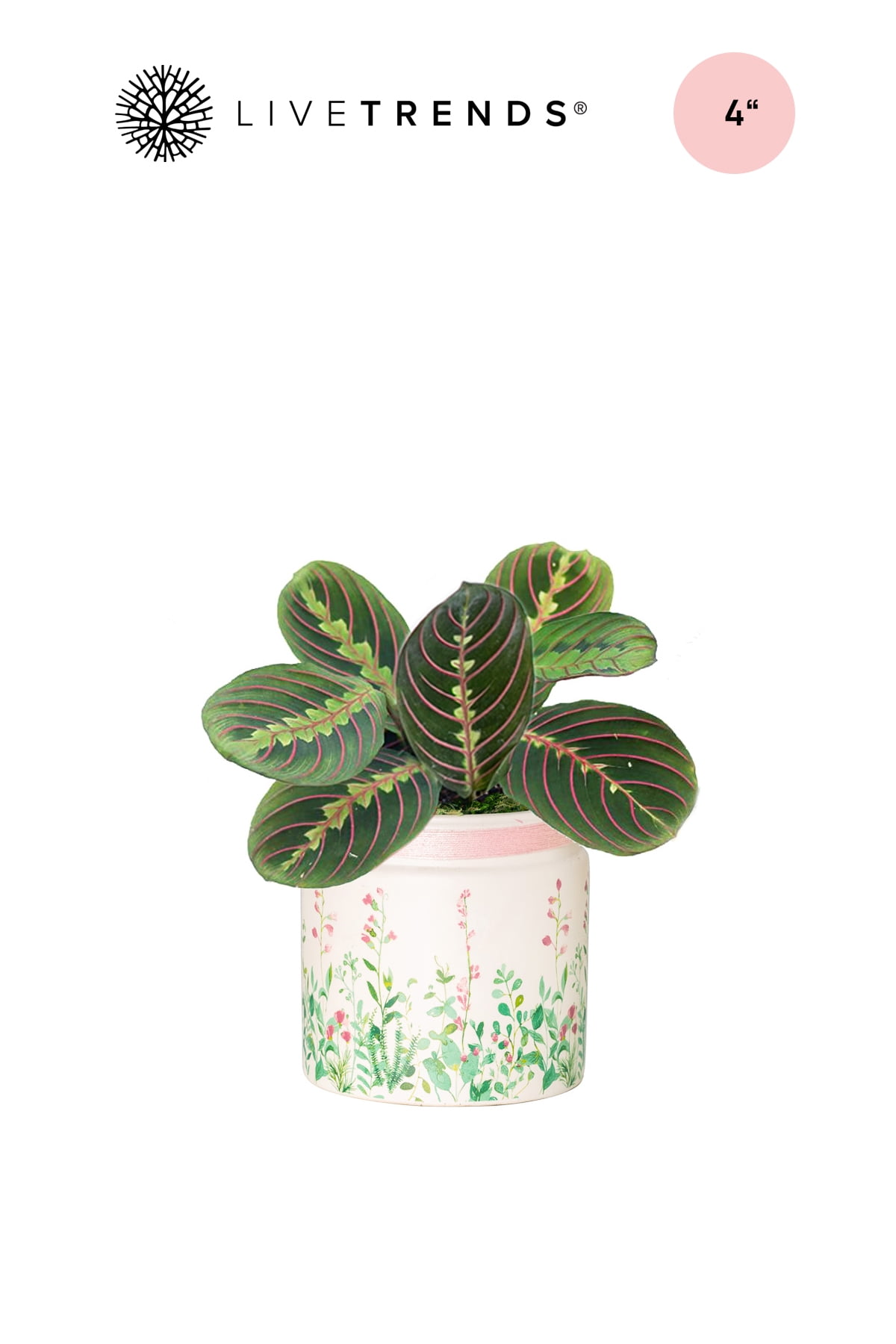 LiveTrends Living Floral Spring Planter in Pink with Live Red Maranta 12' Prayer Plant